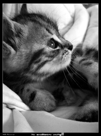 *обидчивый*