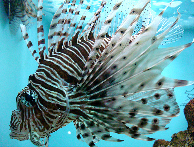 zebra fish