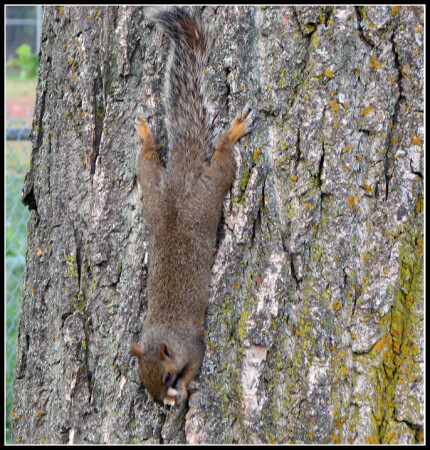 Распласталась