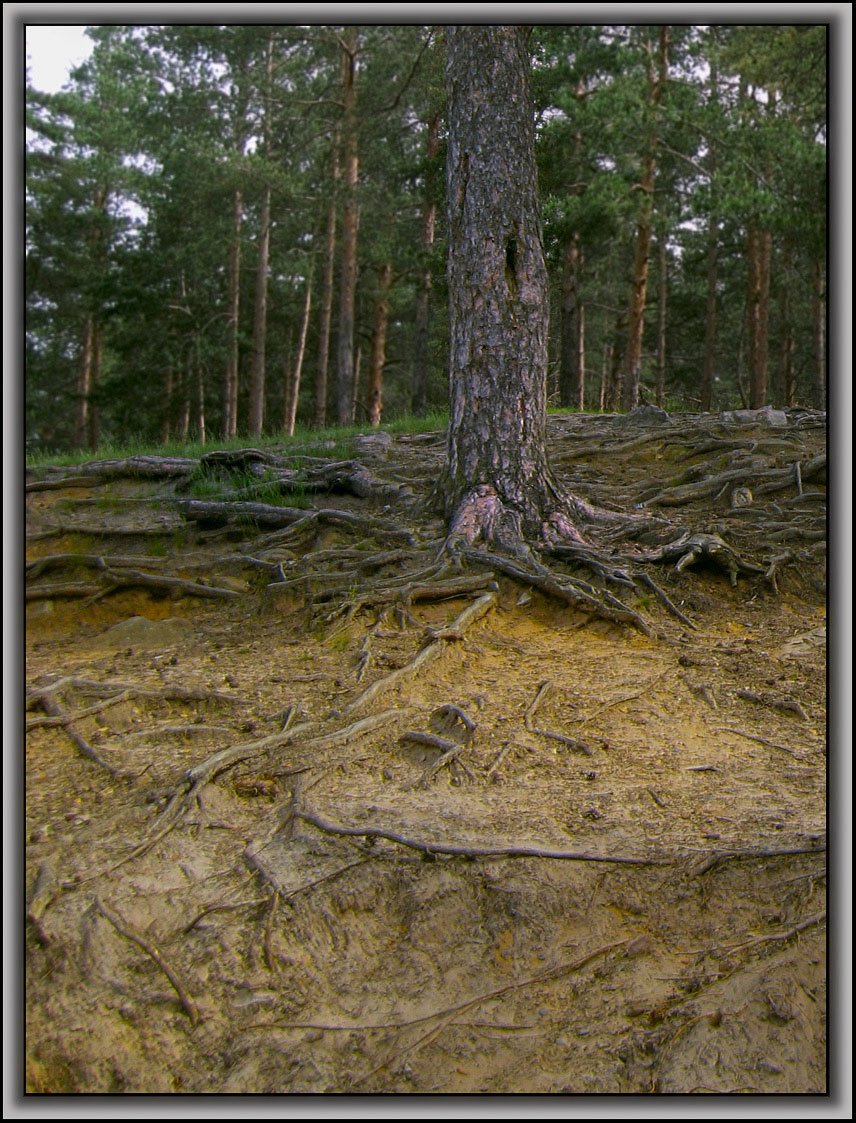 Корни