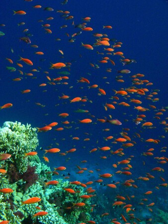 Golden Fish