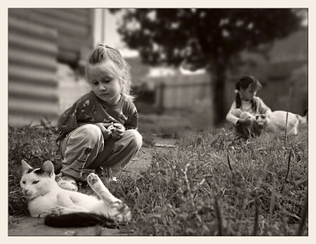 всем по кошке