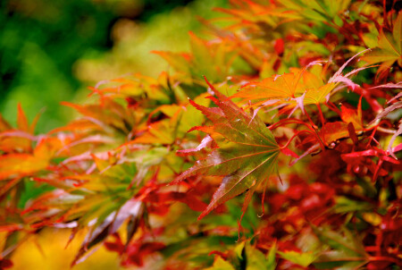 Краски осени