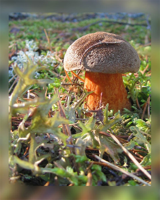 Моховичек.
