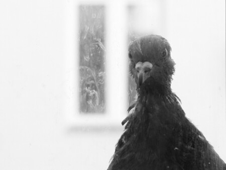 Подглядывающий