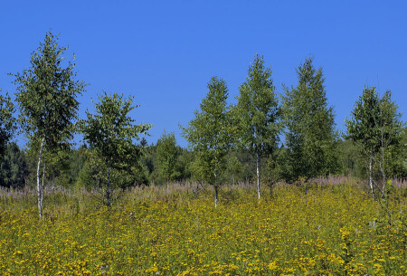 было лето