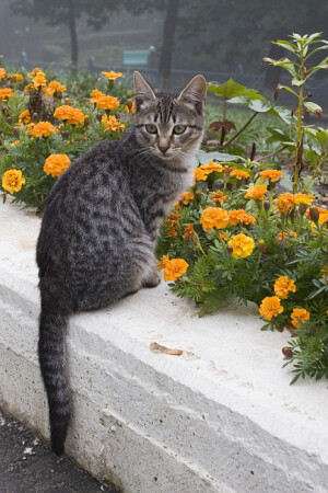 Котик в парке