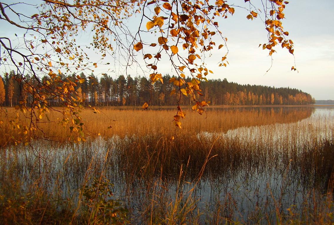 Голубой простор и золото