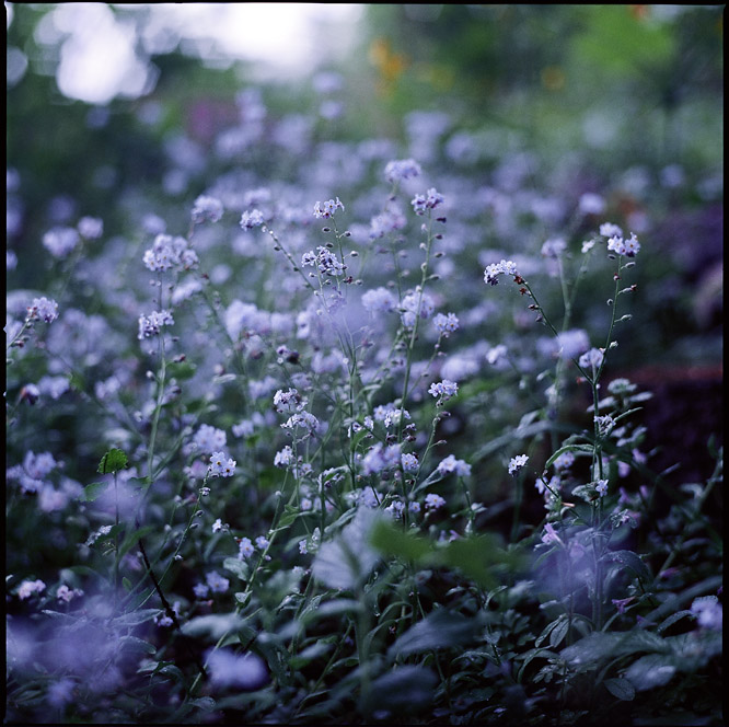 forest flowers