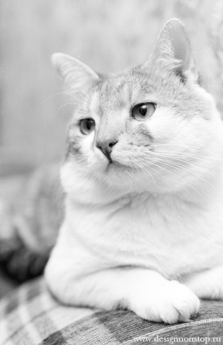 Кот
