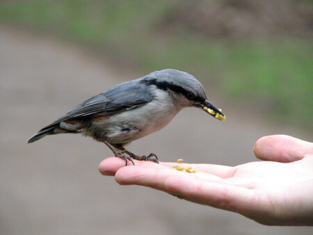 Голод не тетка