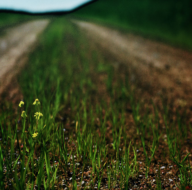 flowers on a road