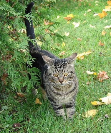 Осенний кот