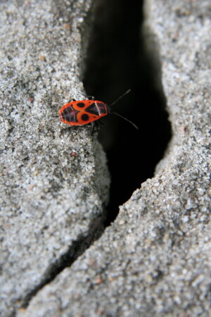 &amp;quot;Ползти или не ползти?&amp;quot;, вот в чем вопрос.