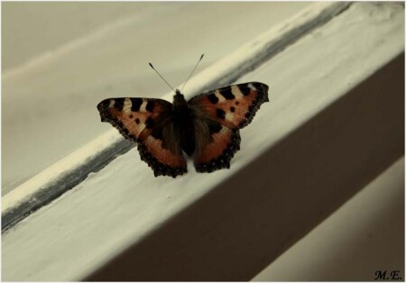 ее последний полет