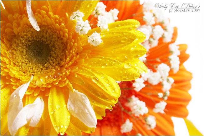 flowers romashkussss