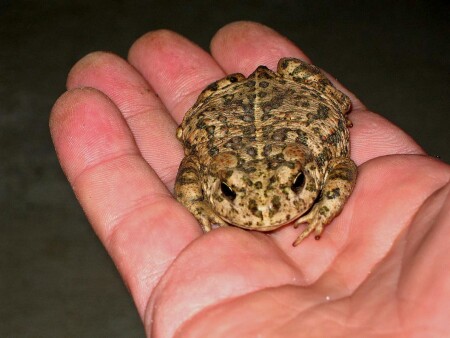 Поцеловать?... Чем не принцесса?