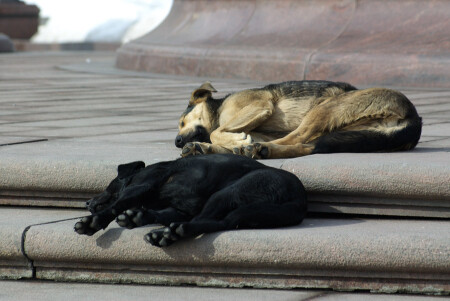 Сны городских бродяг