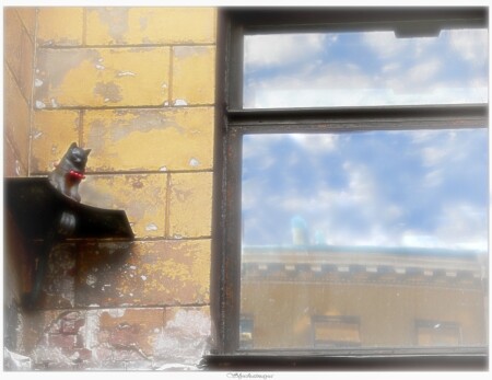 Кошка, которая гуляет по крышам