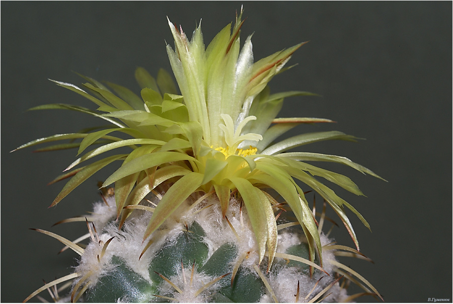 Coryphantha andreae