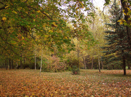 Осенний парк