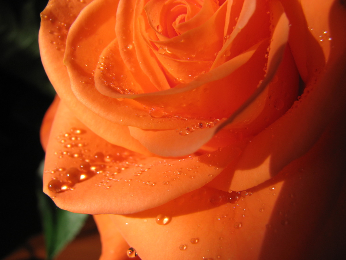rose
