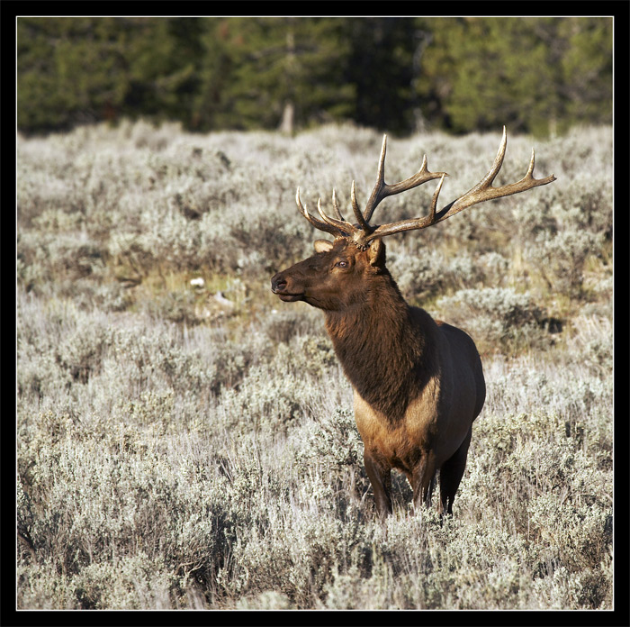 Bull Elk