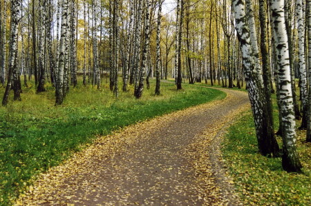Осенняя дорожка...