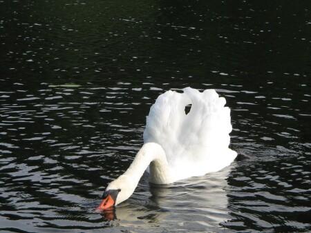 Белый лебедь
