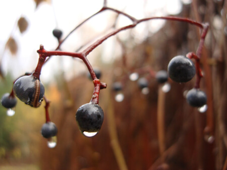 сороконожка на винограде