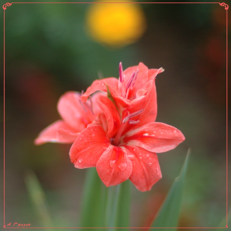 Red, green и еще yellow