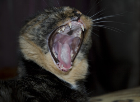 "Жрааать!!."