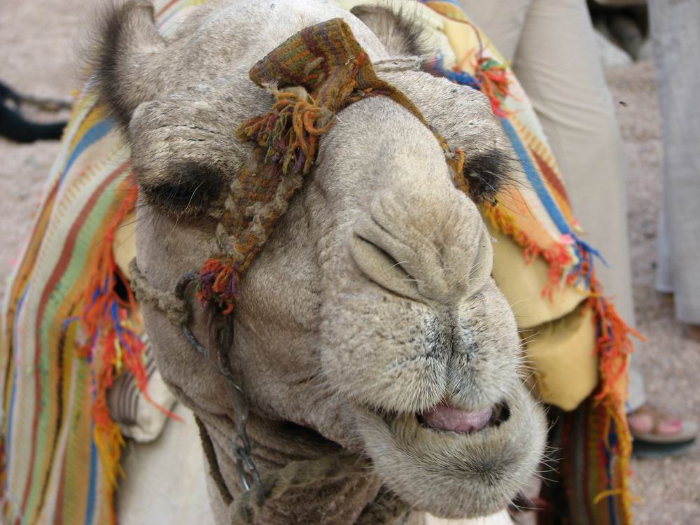 camel