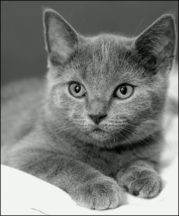 Кошачий портрет