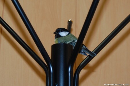 Случайная птичка