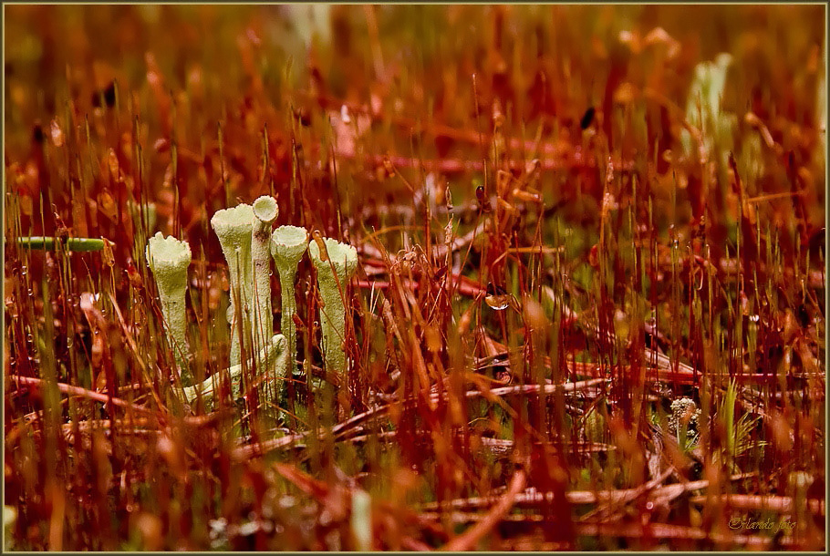 Aliens in Red planet