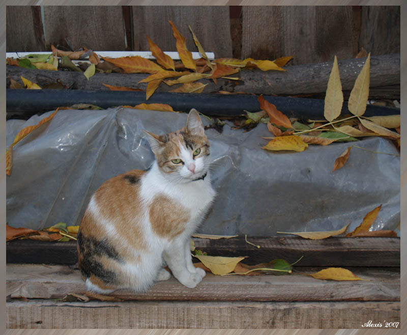Люсьен, кошечка...