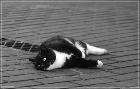 черно-белое