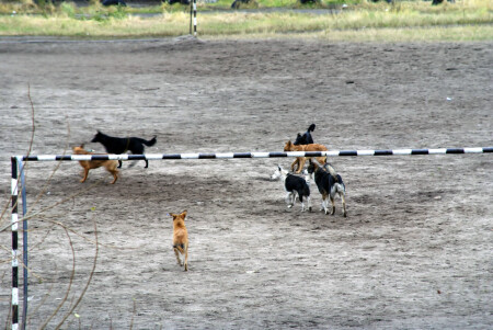 Собачий футбол