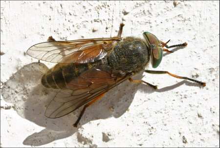 Просто муха