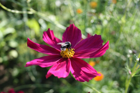 как Мохнатый Шмель...