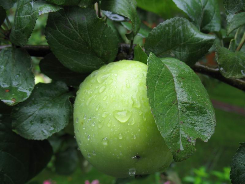 Apple 