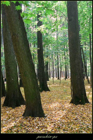 путь сквозь деревья