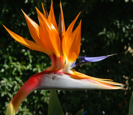 Не у нас во дворе... (Мачо-2)