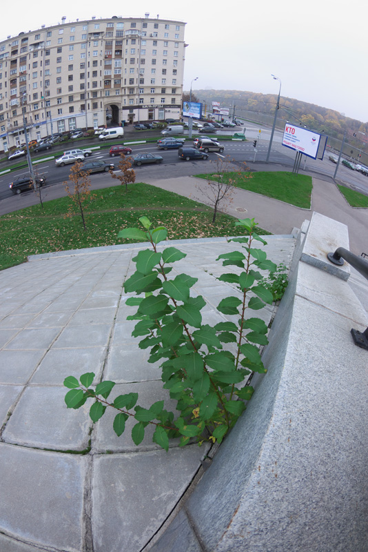 Городской склон