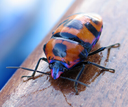 Японский жук