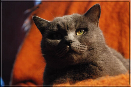 одноглазая Джо :)