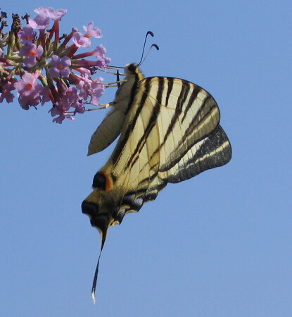Турецкоподданная за обедом