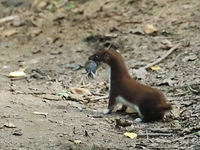 Ласка. Mustela nivalis