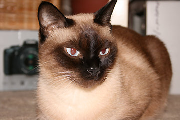 Кошка Линда